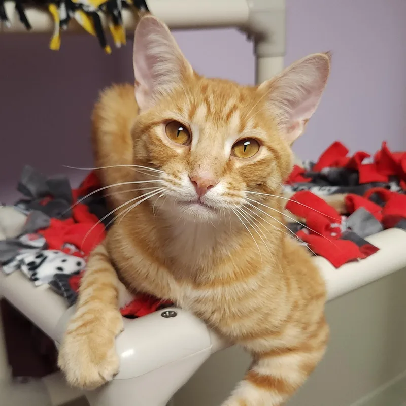 A young medium-sized male Tabby cat named Hee Haw for adoption in Marshfield, WI