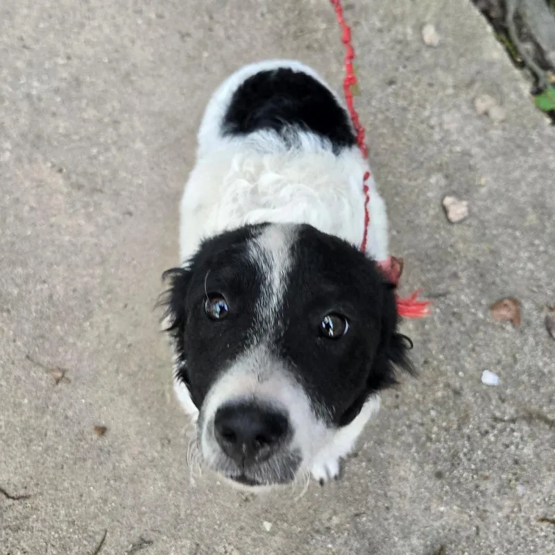 A baby small-sized male White / Cream Mixed Breed dog named Max for adoption in Houston, TX