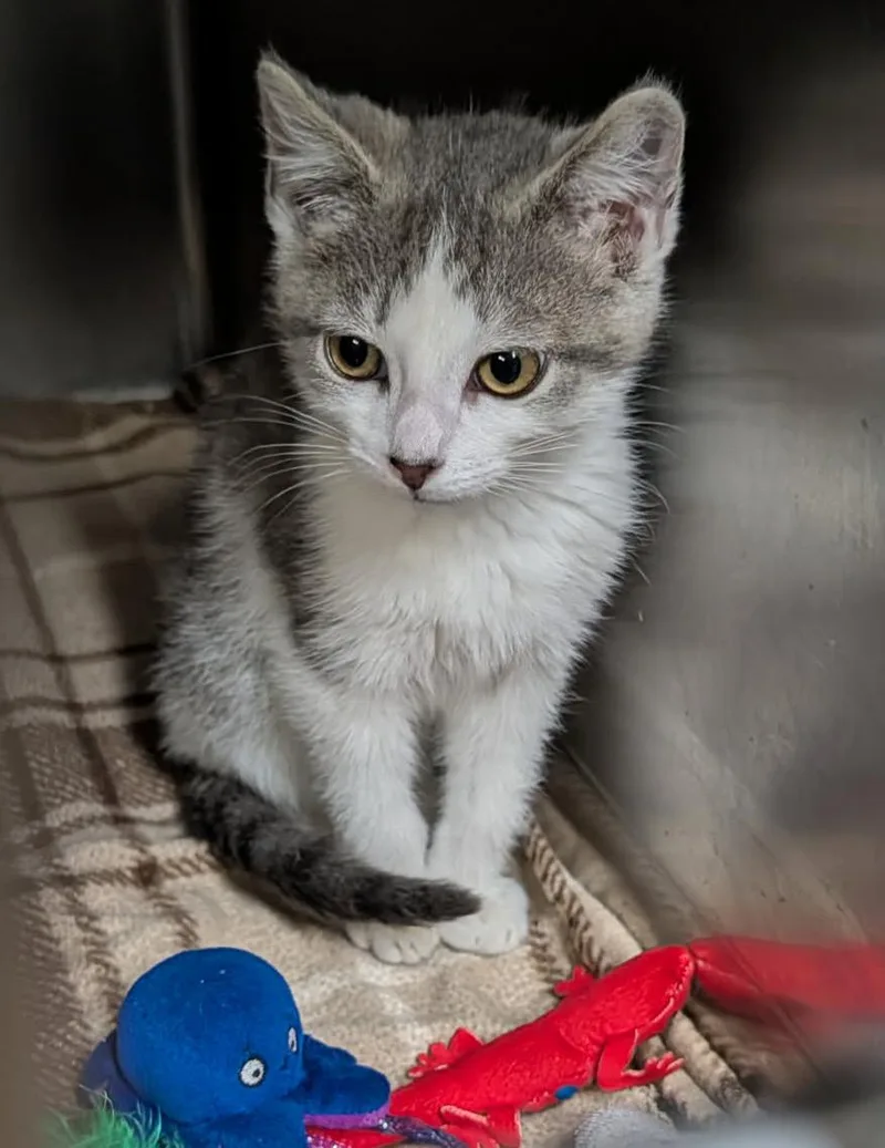 A baby medium-sized male Tabby (Gray / Blue / Silver) Tabby cat named Sprout for adoption in Marietta, OH