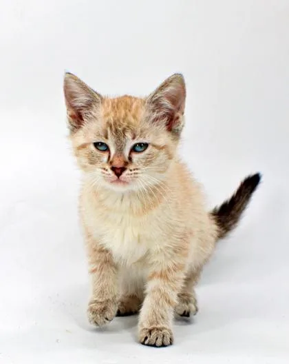 A baby small-sized female Domestic Short Hair cat named Spell for adoption in Morton Grove, IL
