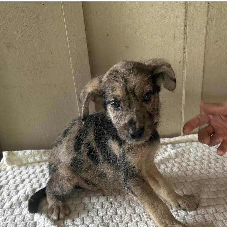 A baby medium-sized male Brown / Chocolate Mixed Breed dog named Galen for adoption in Alexandria, VA