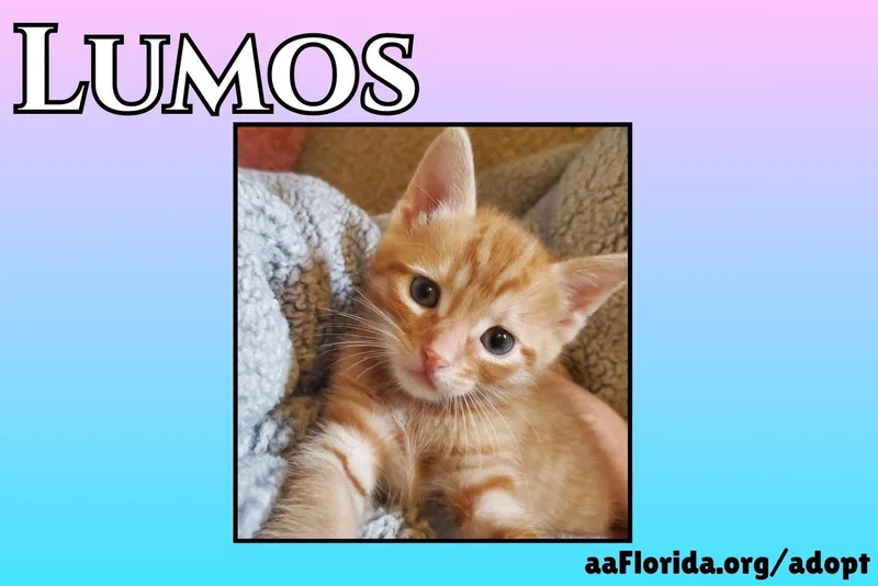 A young medium-sized male Orange & White Tabby cat named Lumos for adoption in Pensacola, FL