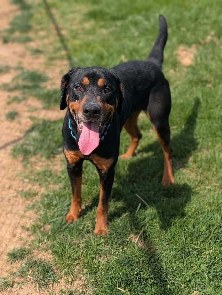 Turtle thumbnail 2