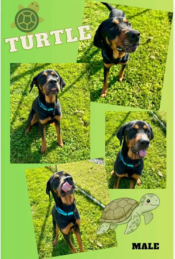Turtle thumbnail 3