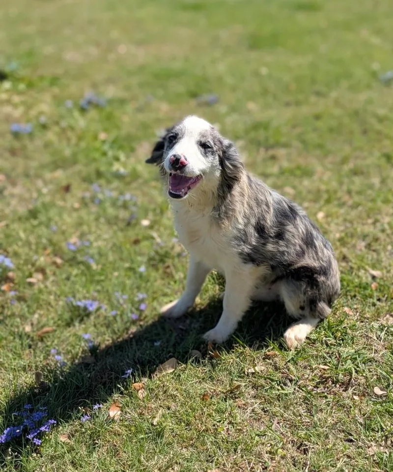 A baby medium-sized male Australian Shepherd dog named Duke for adoption in Arlington, TX