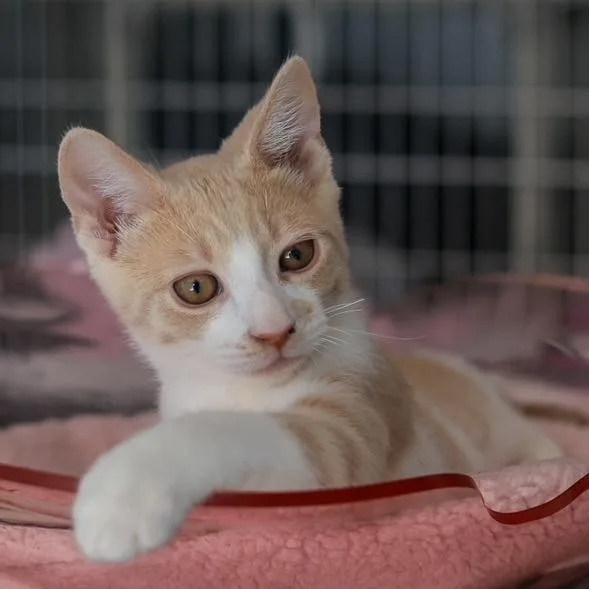 Johnny Storm thumbnail 2