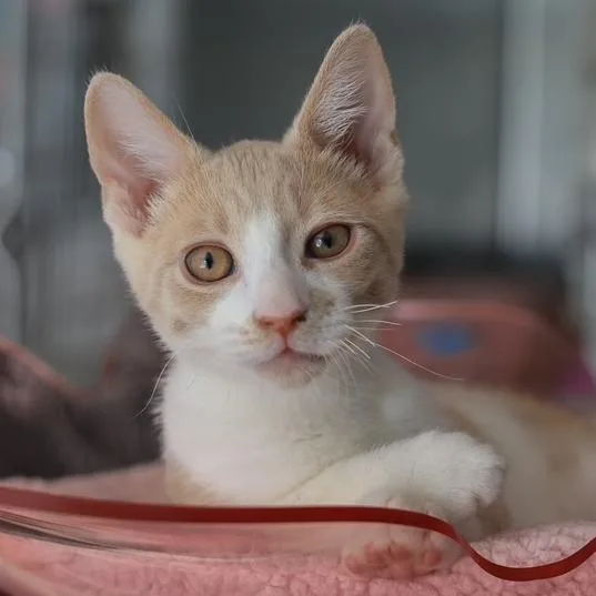 Johnny Storm thumbnail 3