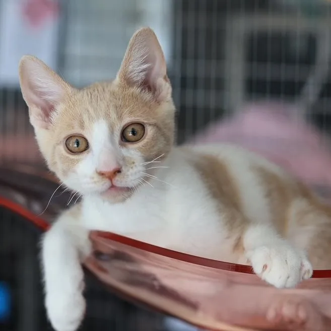 Johnny Storm thumbnail 4