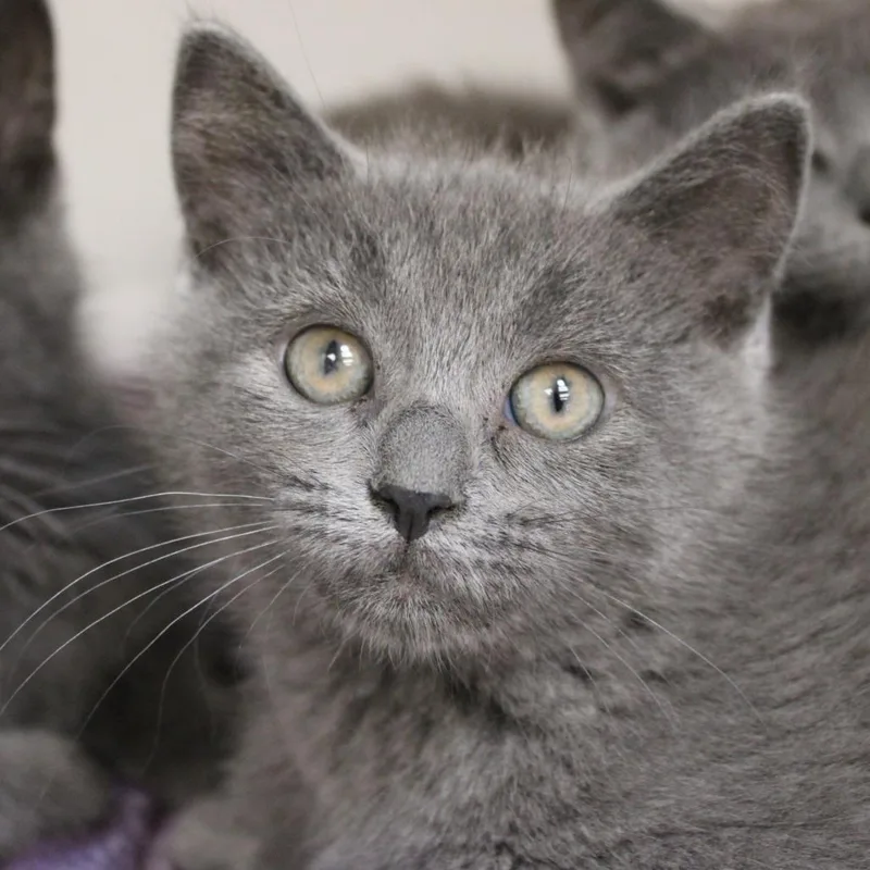 A baby small-sized female Gray / Blue / Silver Domestic Short Hair cat named The Invisible Woman for adoption in Champaign, IL