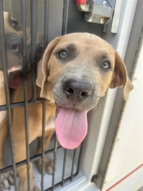 A baby medium-sized female Pit Bull Terrier dog named A for adoption in Houston, TX