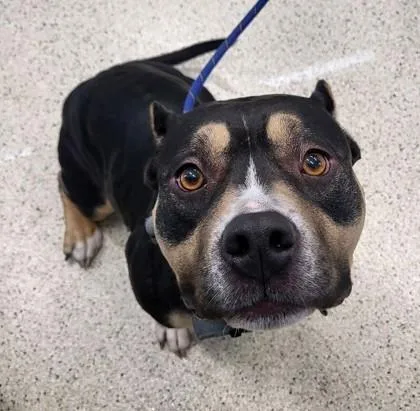 An adult medium-sized female Mixed Breed dog named Mamas for adoption in Lafayette, IN