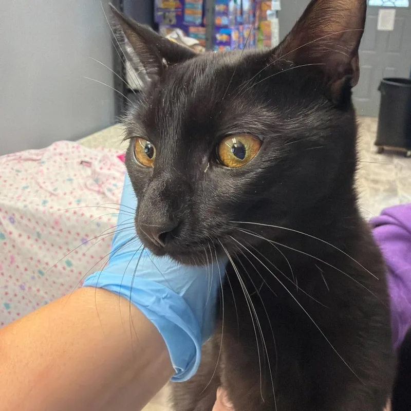 An adult medium-sized male Black Domestic Short Hair cat named Andy for adoption in Oak Hill, WV
