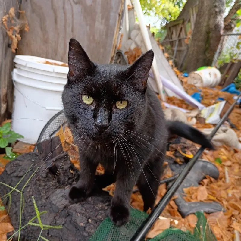 An adult small-sized male Black Domestic Short Hair cat named Bobby JrC for adoption in East Saint Louis, IL