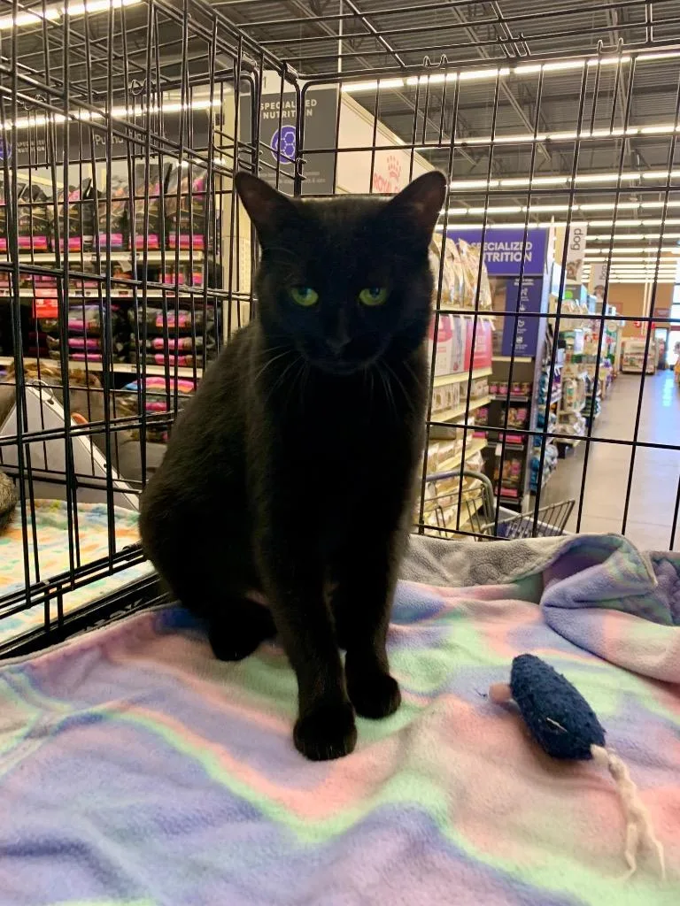 A young medium-sized female Domestic Short Hair cat named Candy Cane for adoption in Cumming, GA