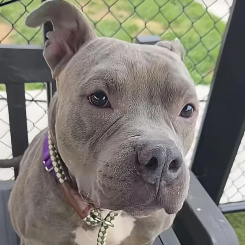An adult medium-sized male American Bully dog named Fink for adoption in Newfoundland, NJ