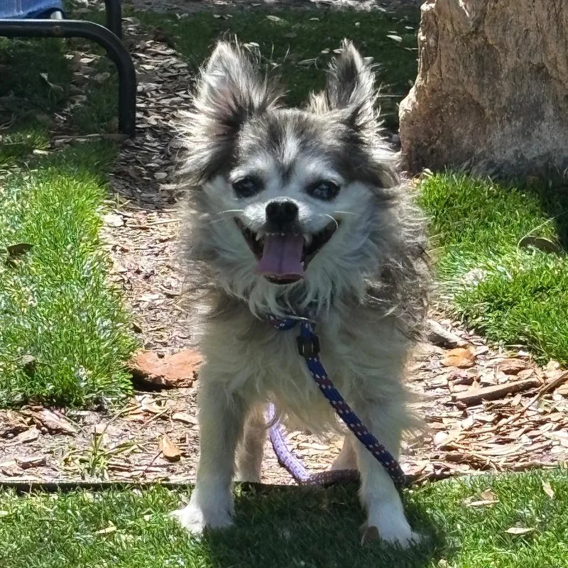 A senior small-sized male White / Cream Chihuahua dog named Cody for adoption in Port Richey, FL