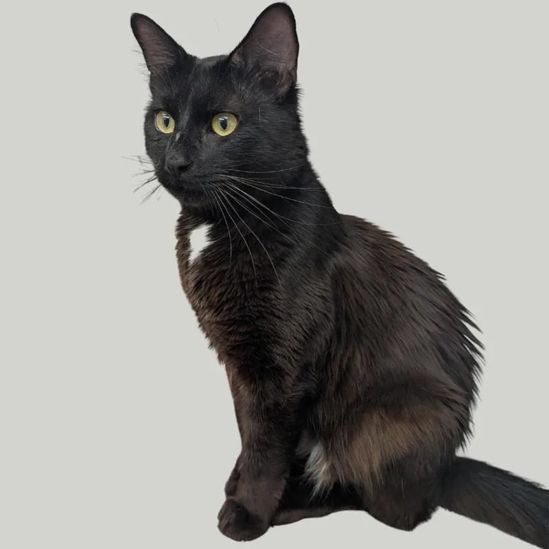 A young medium-sized male Black Domestic Medium Hair cat named Batman for adoption in Pleasant Hill, CA