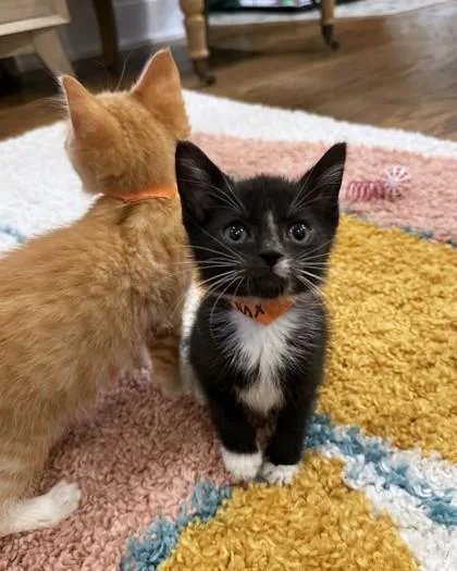 A baby small-sized male Domestic Short Hair cat named Syx for adoption in Washington, DC