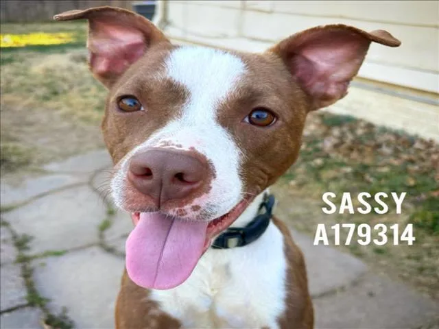A young medium-sized female Pit Bull Terrier dog named Sassy for adoption in Tulsa, OK