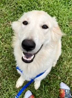 A baby large-sized female White / Cream Golden Retriever dog named Kara for adoption in Longwood, FL