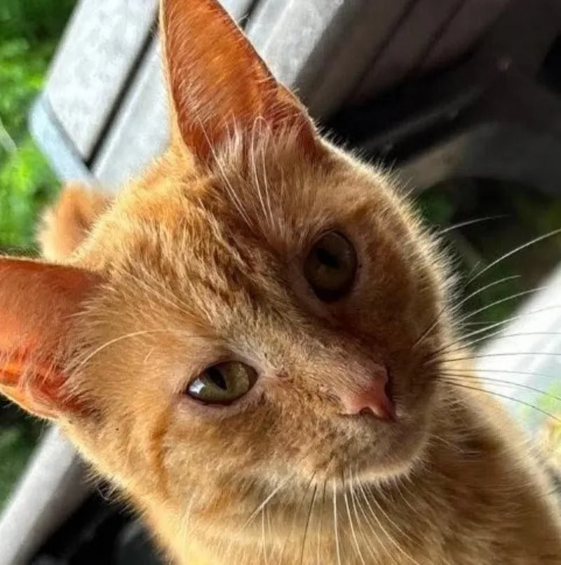 A young medium-sized female Domestic Short Hair cat named Malibu for adoption in Indiana, PA