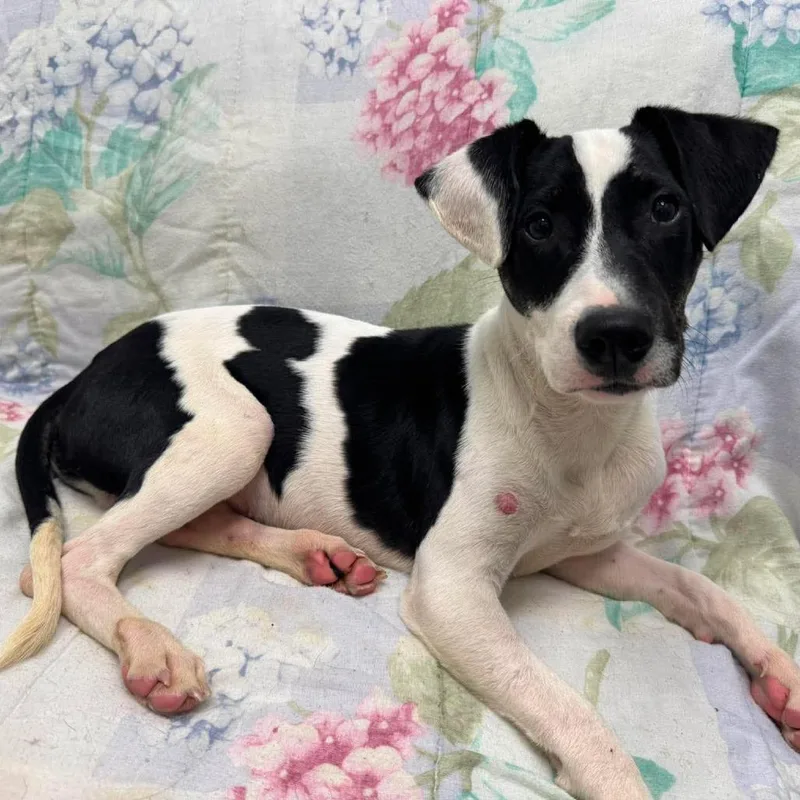 A baby small-sized male Black Terrier dog named Mini Moo for adoption in Monticello, IA
