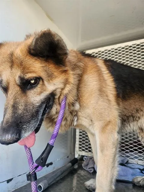 An adult medium-sized male German Shepherd Dog dog named Tess for adoption in Bakersfield, CA