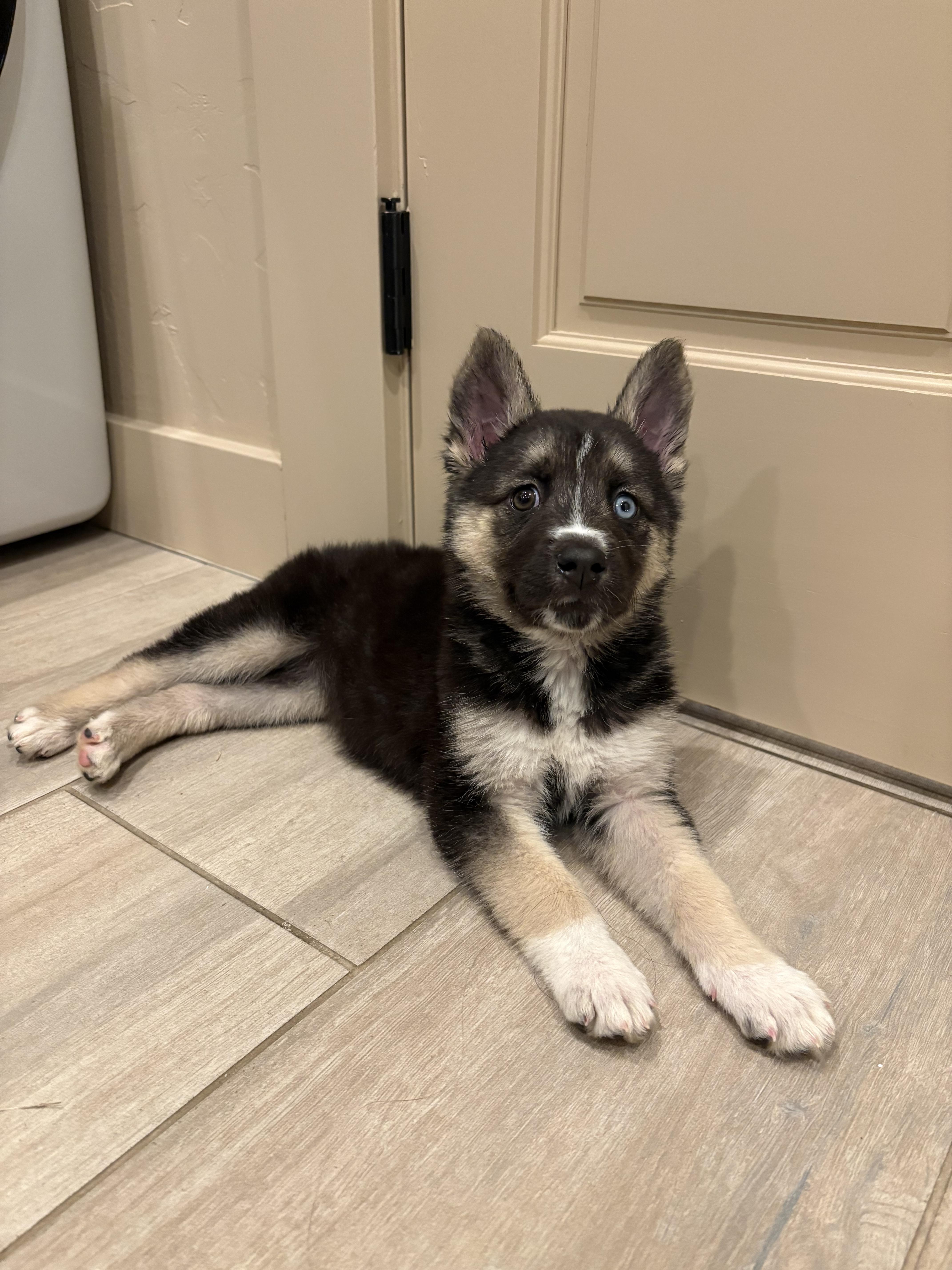 A baby small-sized female Siberian Husky dog named Lily for adoption in Tucson, AZ