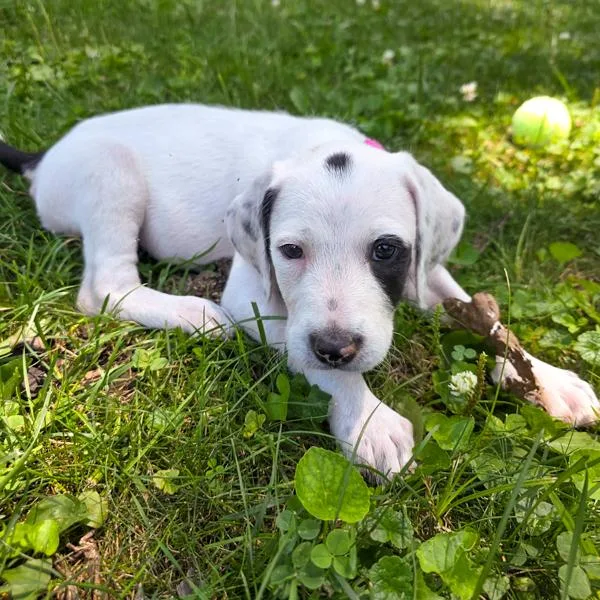 Bella