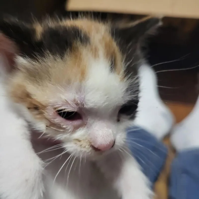 A baby small-sized female Calico Domestic Short Hair cat named Maplebee for adoption in Monroe, MI