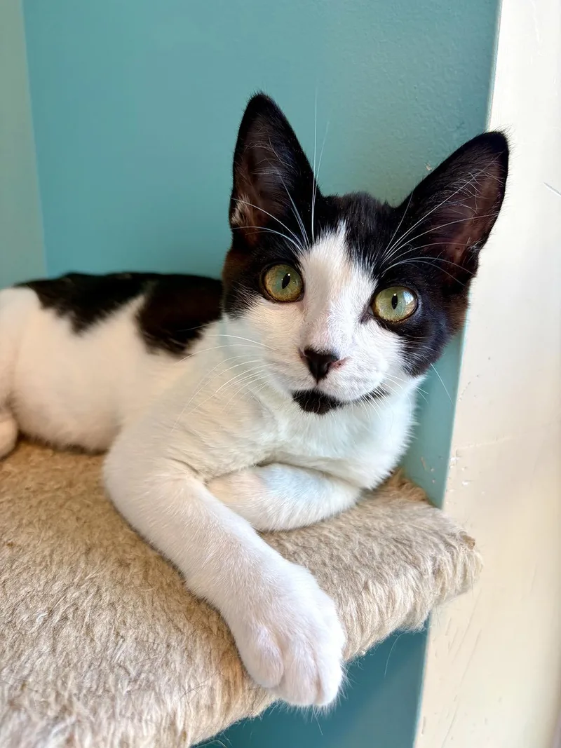 A baby medium-sized male Black & White / Tuxedo Domestic Short Hair cat named Butterbean Melrose for adoption in Philadelphia, PA