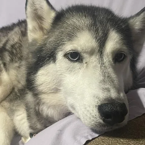 A senior medium-sized male Siberian Husky dog named Deniji for adoption in Wayzata, MN