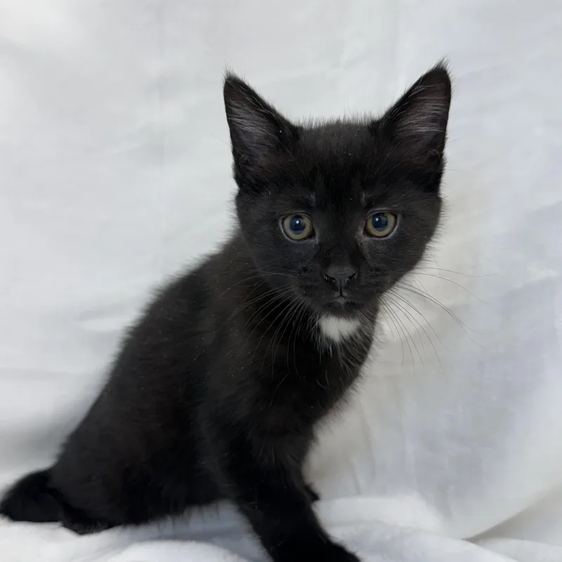 A baby medium-sized male Black Domestic Short Hair cat named Beebop for adoption in Greensboro, NC