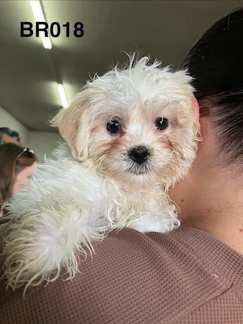 Millie