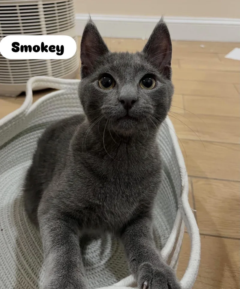 A baby small-sized male Gray / Blue / Silver Domestic Short Hair cat named Smokey & Bandit for adoption in Staten Island, NY