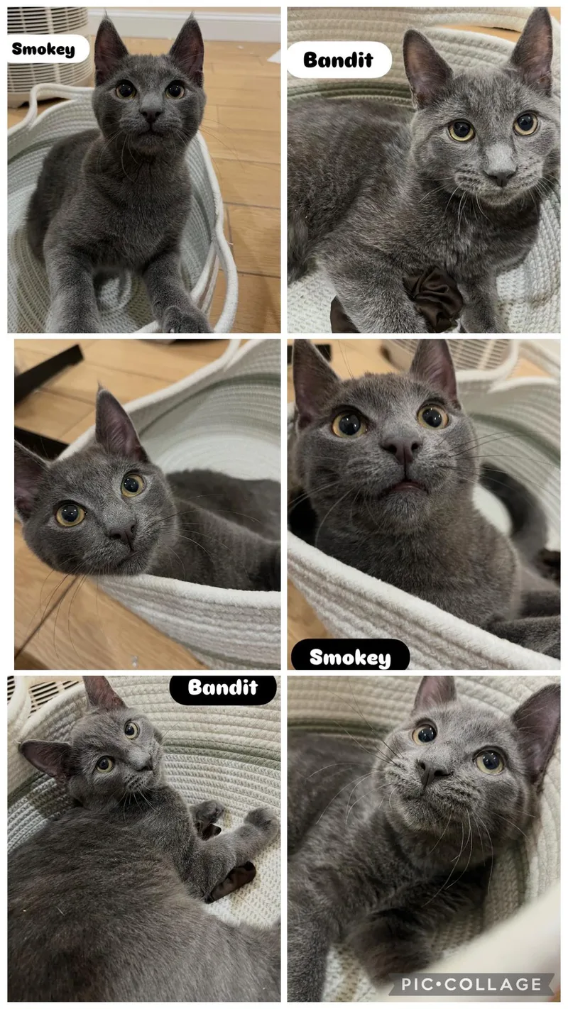 Smokey & Bandit thumbnail 3