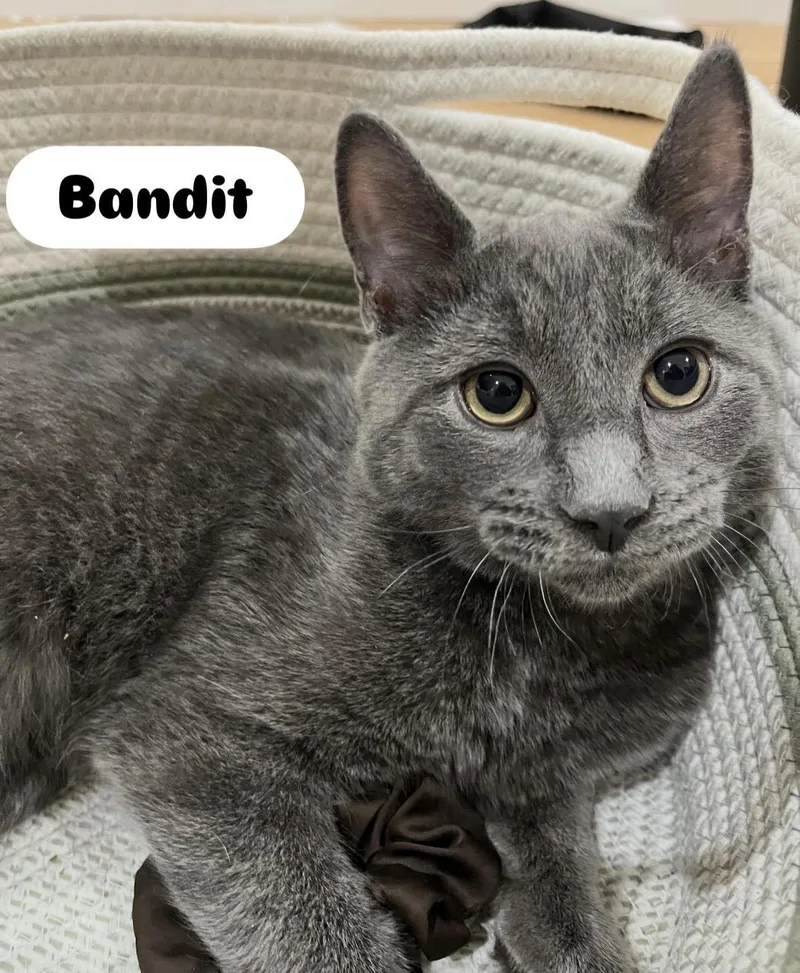 Smokey & Bandit thumbnail 5