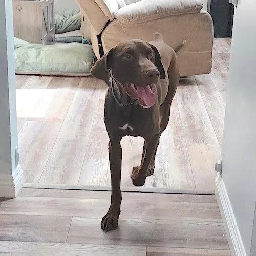 A young large-sized male German Shorthaired Pointer dog named Riff for adoption in Menlo Park, CA