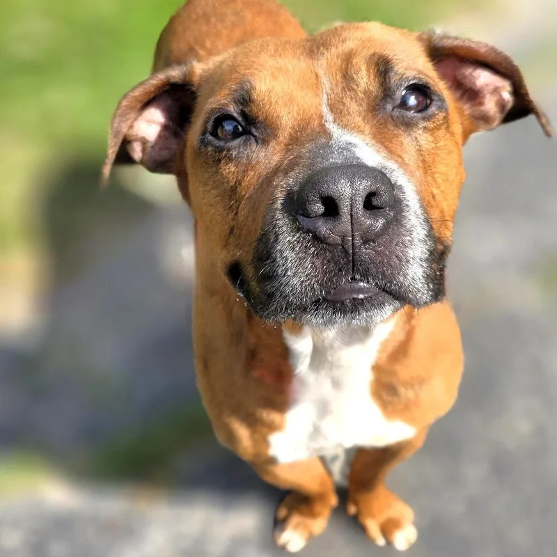 An adult medium-sized female Brown / Chocolate Mixed Breed dog named Ari for adoption in Michigan City, IN