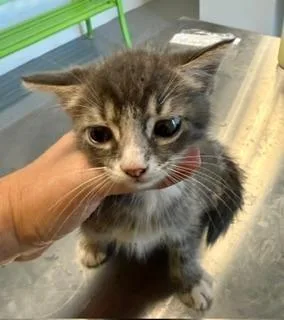 A baby medium-sized male Tabby (Gray / Blue / Silver) Domestic Short Hair cat named Scout for adoption in Winter Haven, FL