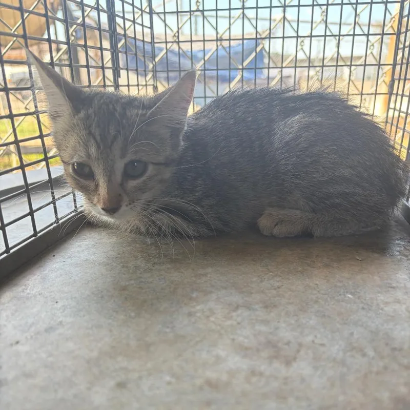 A baby small-sized female Brown / Chocolate Domestic Short Hair cat named Millie for adoption in Edinburg, TX
