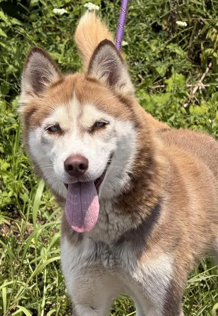 A young medium-sized female Siberian Husky dog named Nova for adoption in Canfield, OH