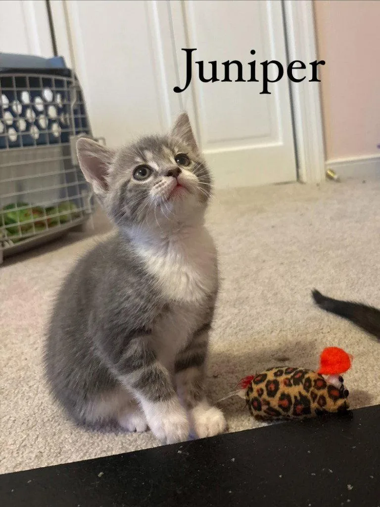 A baby medium-sized female Domestic Short Hair cat named Juniper for adoption in Lovingston, VA