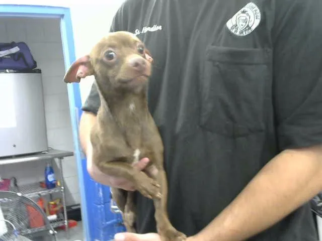 An adult small-sized male Chihuahua dog named Nimbus for adoption in Albuquerque, NM