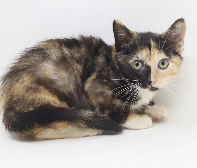 A baby small-sized female Tortoiseshell cat named Peaches is petite and for adoption in Bedford Hills, NY