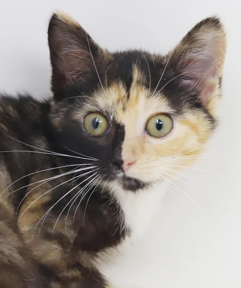 Peaches is petite and thumbnail 2