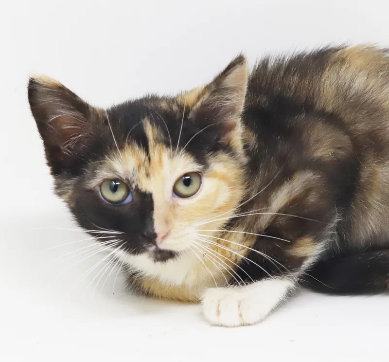 Peaches is petite and thumbnail 3