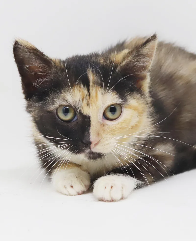 Peaches is petite and thumbnail 6