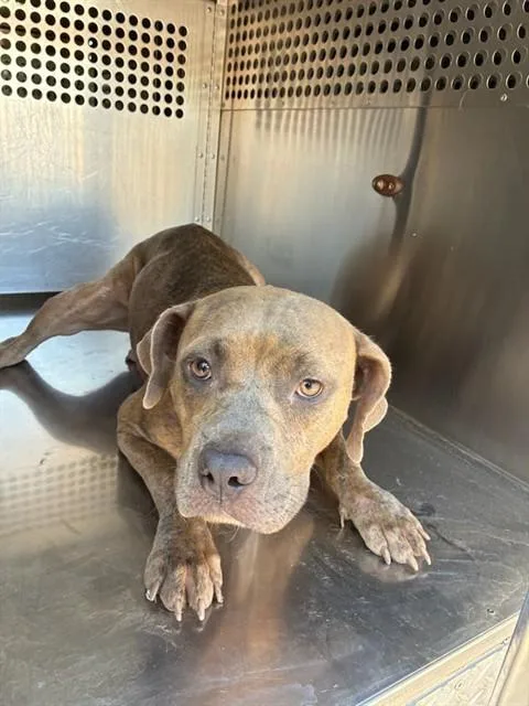 An adult large-sized female Pit Bull Terrier dog named Tootsie Roll for adoption in Mesa, AZ