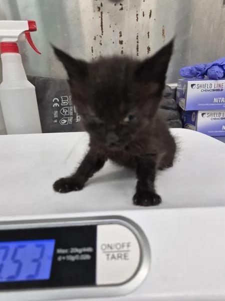 A baby small-sized female Domestic Short Hair cat named Sx Black Cat for adoption in Lawrenceville, GA
